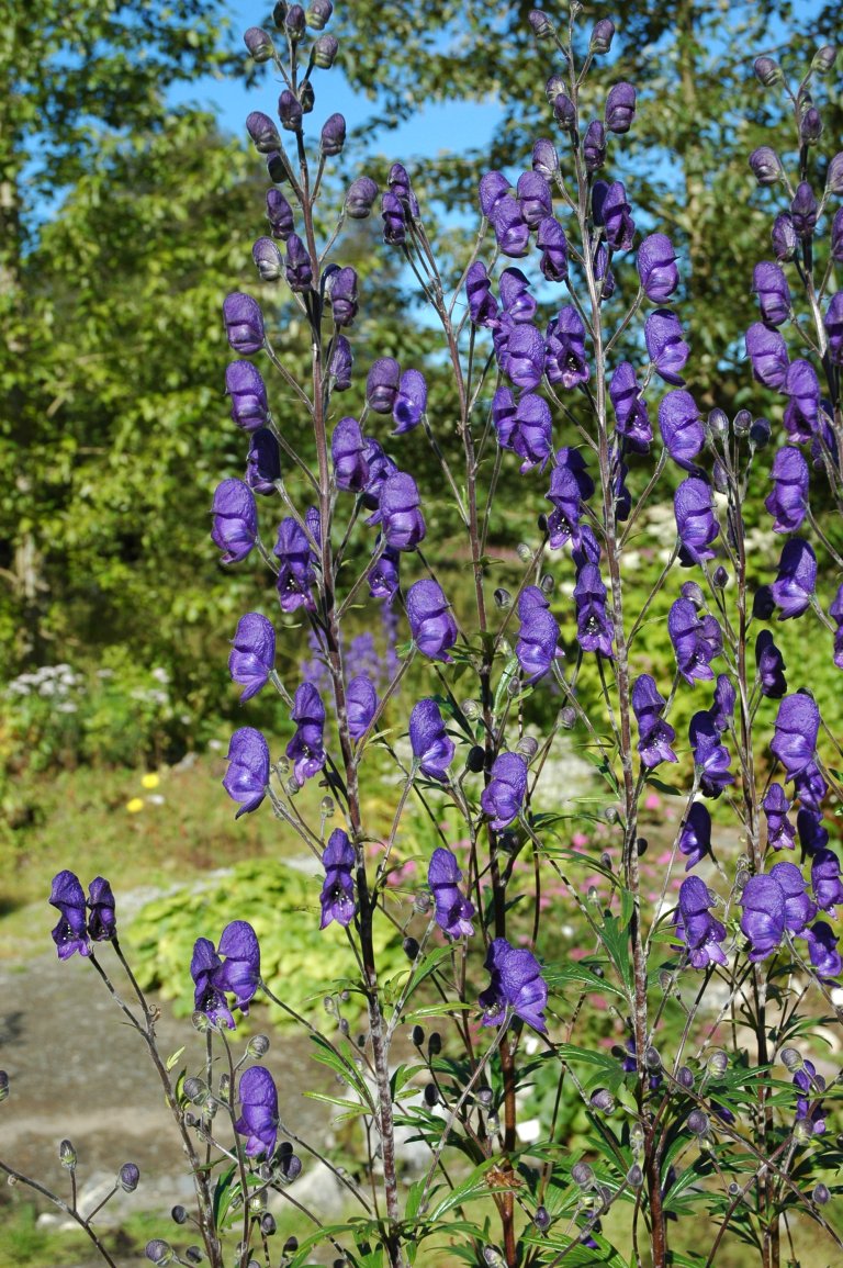 Aconitum napellus Hadselbm.jpg