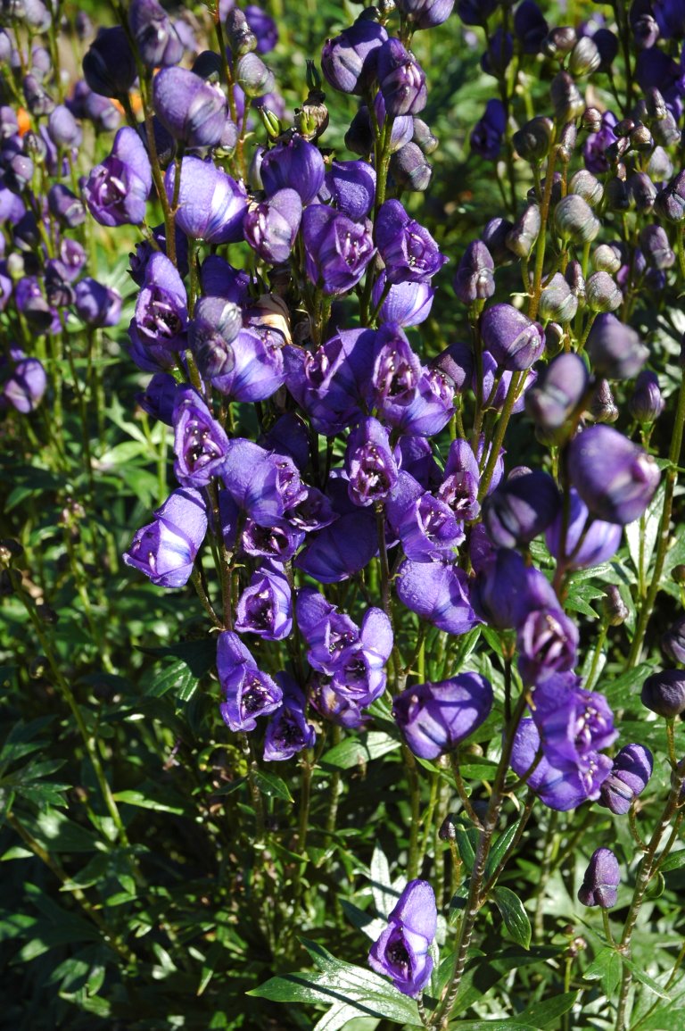 Aconitum Skrovabm.jpg