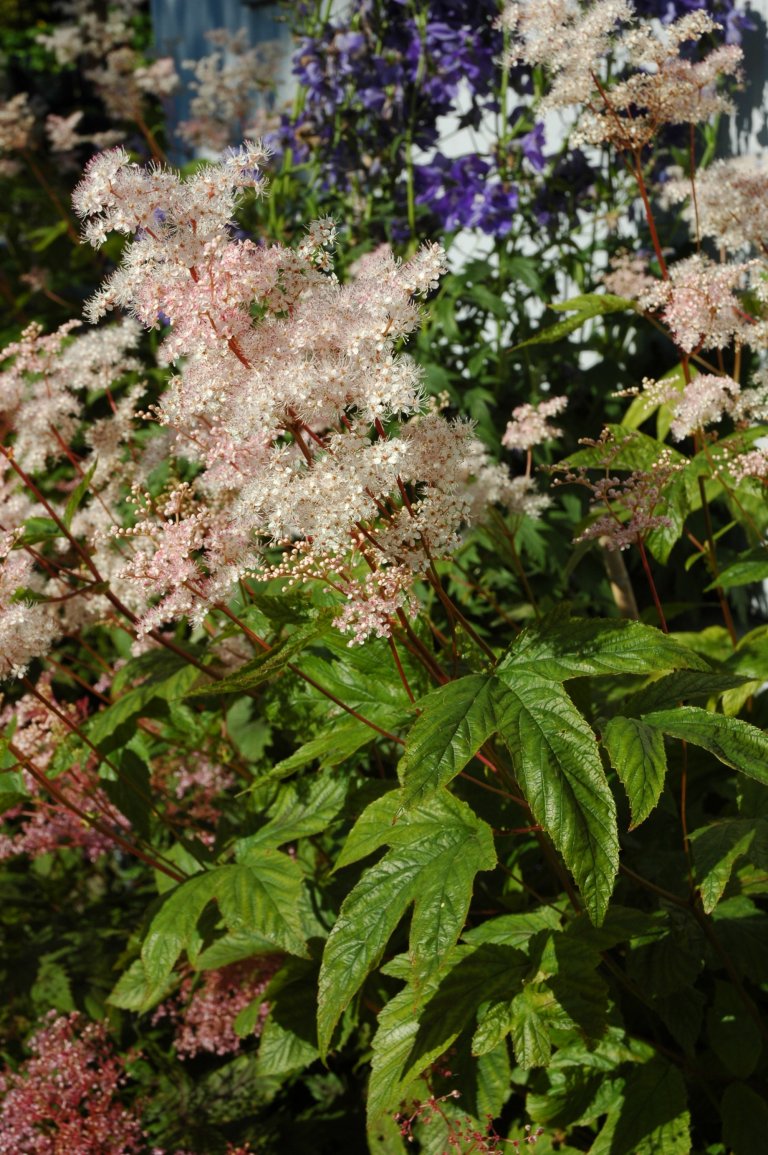 Filipendula purpureaBM.JPG