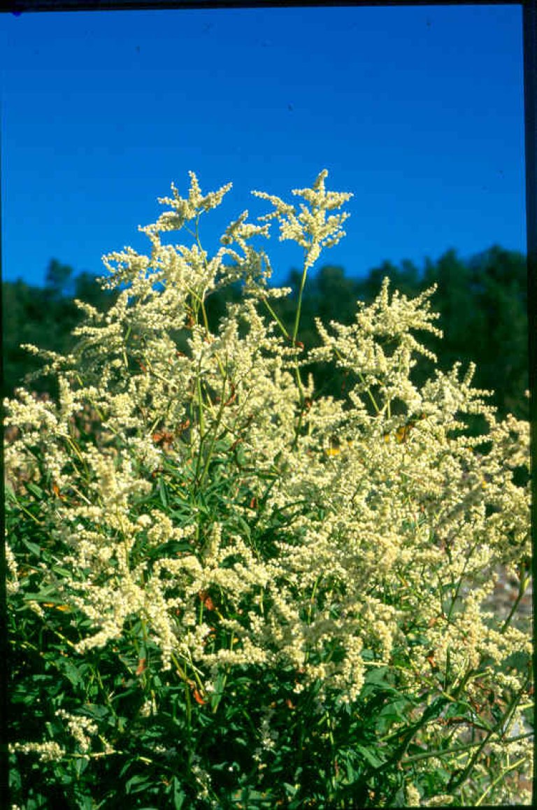 Acogonum alpinum.jpg