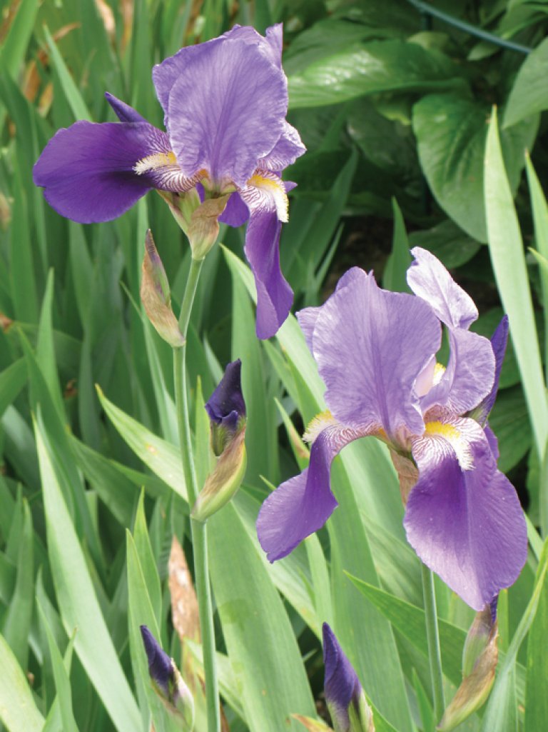 Iris-3_Knut-Langeland.jpg