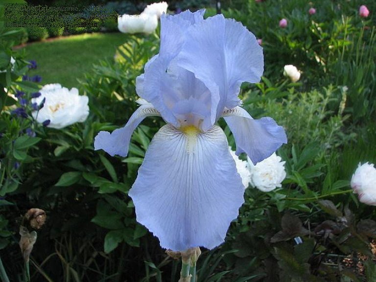 Iris_Knut-Langeland.jpg