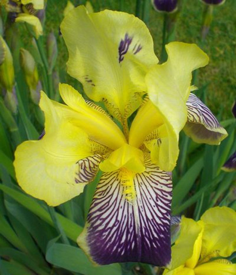 Iris-7_Knut-Langeland.jpg