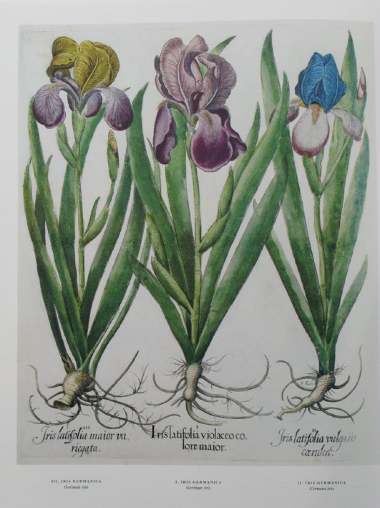 Iris-2_Hortus-Ill..jpg