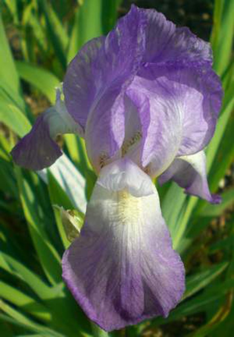 Iris-5_Knut-Langeland.jpg