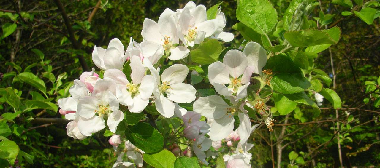 Eple tilhører rosefamilien, og en blomstrende eplehage kan måle seg med en rosehage. 