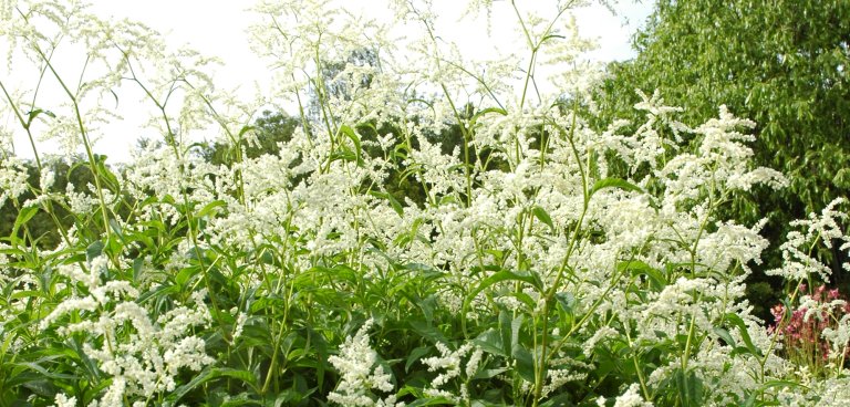 Aconogonum alpinum Maalselv bh 2008bm.jpg