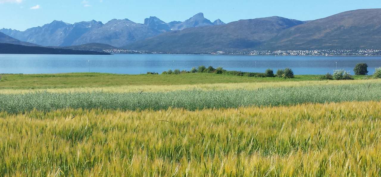 Bygg og havre på et jorde i Tromsø
