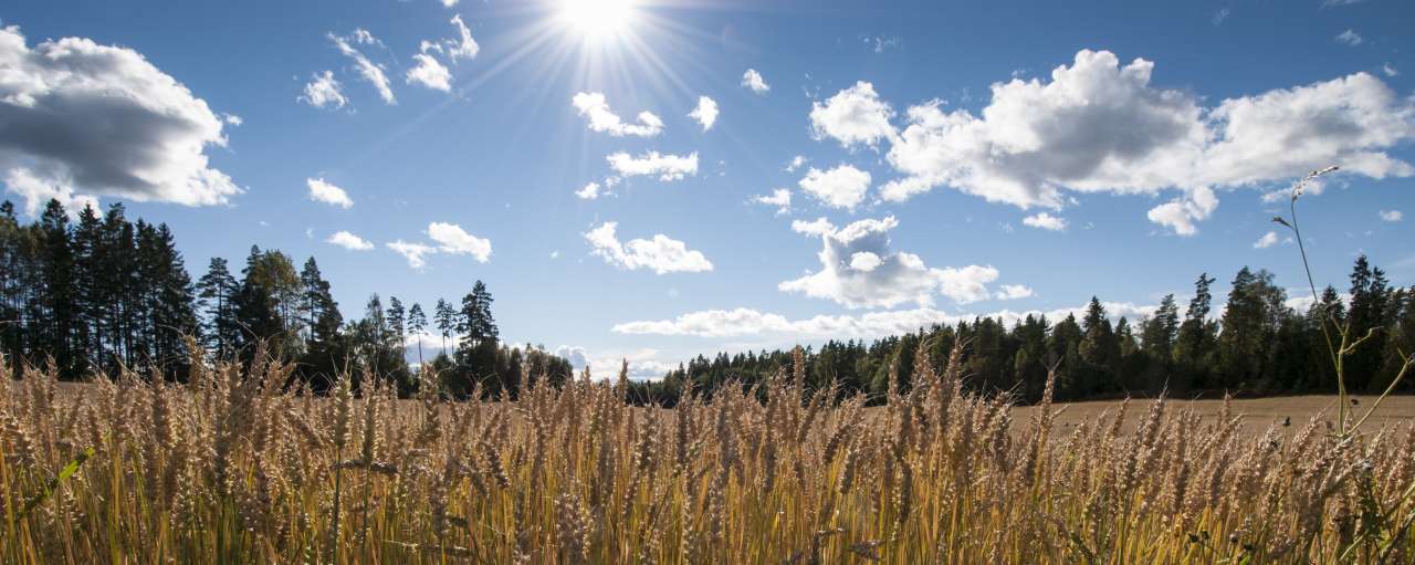 Kornåker med aks i forgrunnen, skog i bakgrunnen høy blå himmel med litt skyer og sol