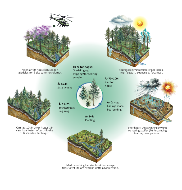 En illustrasjon som viser en hogstsyklus i skogen delt inn i flere stadier. Den inkluderer faser som planting (år 1–5), beskjæring og tynning av skog (år 15–40), gjødsling og veibygging 10 år før hogst, og selve hogsten (år 0). Illustrasjonen viser også ettervirkninger som vannavrenning og endret vannkvalitet etter hogst, med en visuell skildring av skogens gjenoppbygging over tid, inkludert endringer i vegetasjon, vannstrømmer og næringsbalanse.