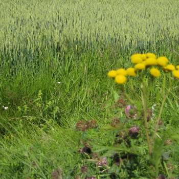 Endret klima kan bety økt fare for sykdommer og skadegjørere.