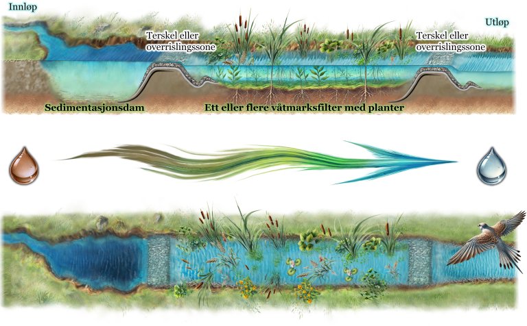 Illustrasjon av en fangdam som viser hvordan vann renner gjennom flere rensetrinn: fra sedimentasjonsdam til våtmarksfilter med planter, og ut til utløpet. Terskler eller overrislingssoner bidrar til å fordele vannet, mens vegetasjon og sedimentering filtrerer forurensninger. Illustrasjonen inkluderer en symbolsk fremstilling av vannets rensing, fra forurenset til rent.