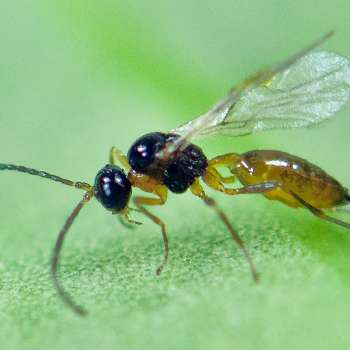 IPV_Aphidius colemani ý en bladlusnylteveps Foto Erling Flýistad