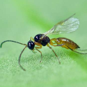 IPV_Aphidius colemani ý en bladlusnylteveps Foto Erling Flýistad