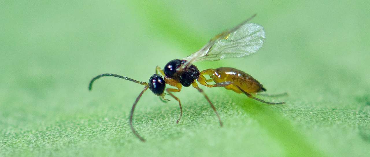 IPV_Aphidius colemani ý en bladlusnylteveps Foto Erling Flýistad