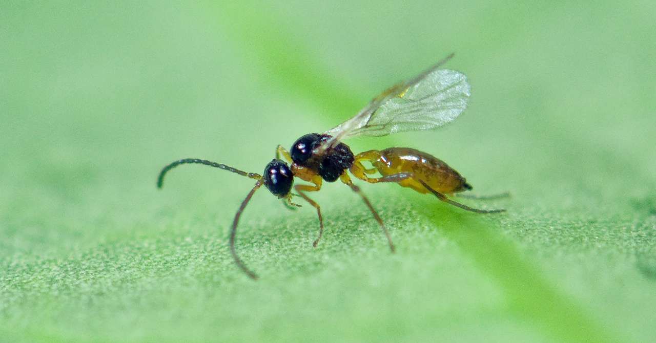 IPV_Aphidius colemani ý en bladlusnylteveps Foto Erling Flýistad