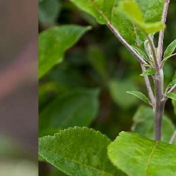 Bannerbilde fytoplasma