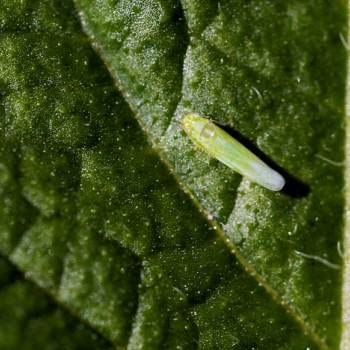 Bannerbilde ugras og skadedyr