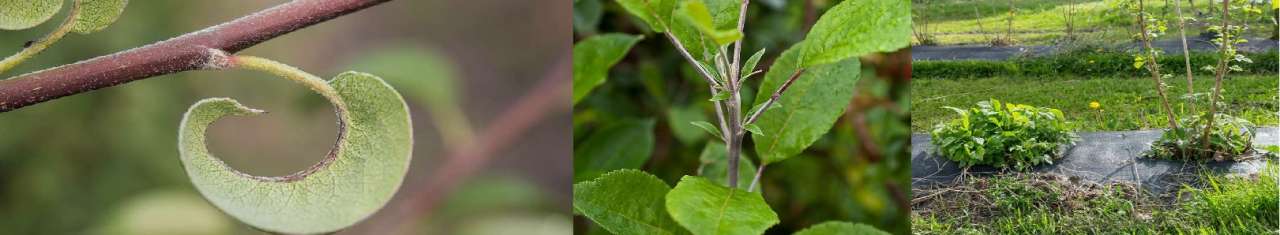 Bannerbilde fytoplasma