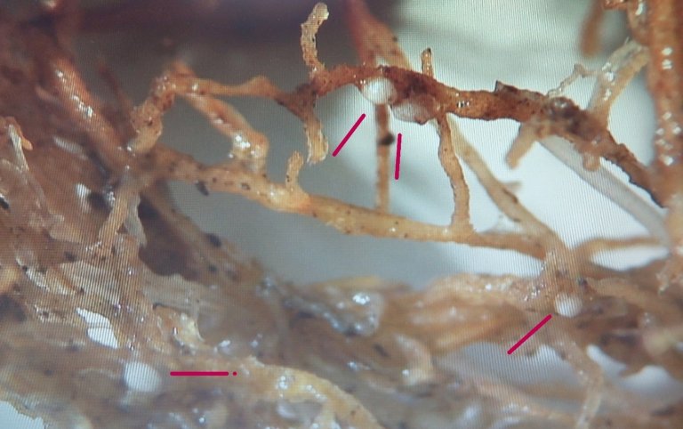 Korncystenematode hunner.jpg