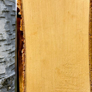 Foto: @NIBIO/Aamlid/Treu/Treu