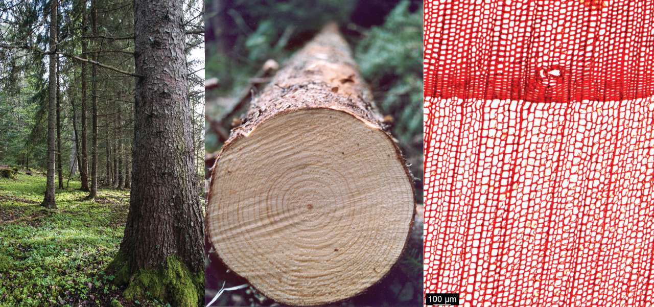 Timber species_ Spruce