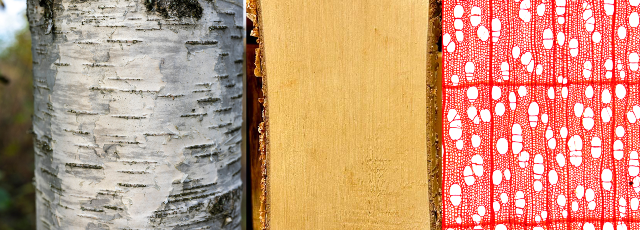 Foto: @NIBIO/Aamlid/Treu/Treu