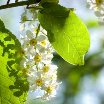 Hegg i blomst