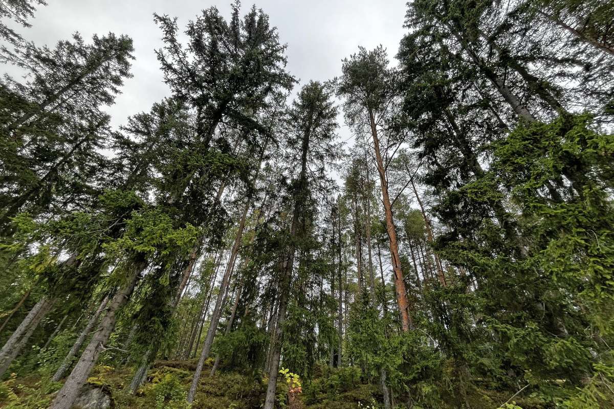 Skog 4_cropped