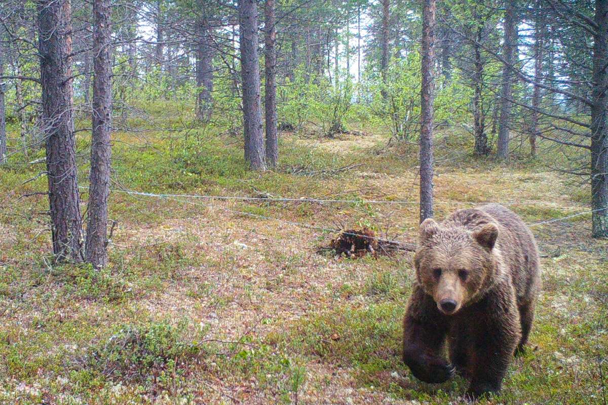 Bjørn på KS8 Bjørn 2025 IMG_0046