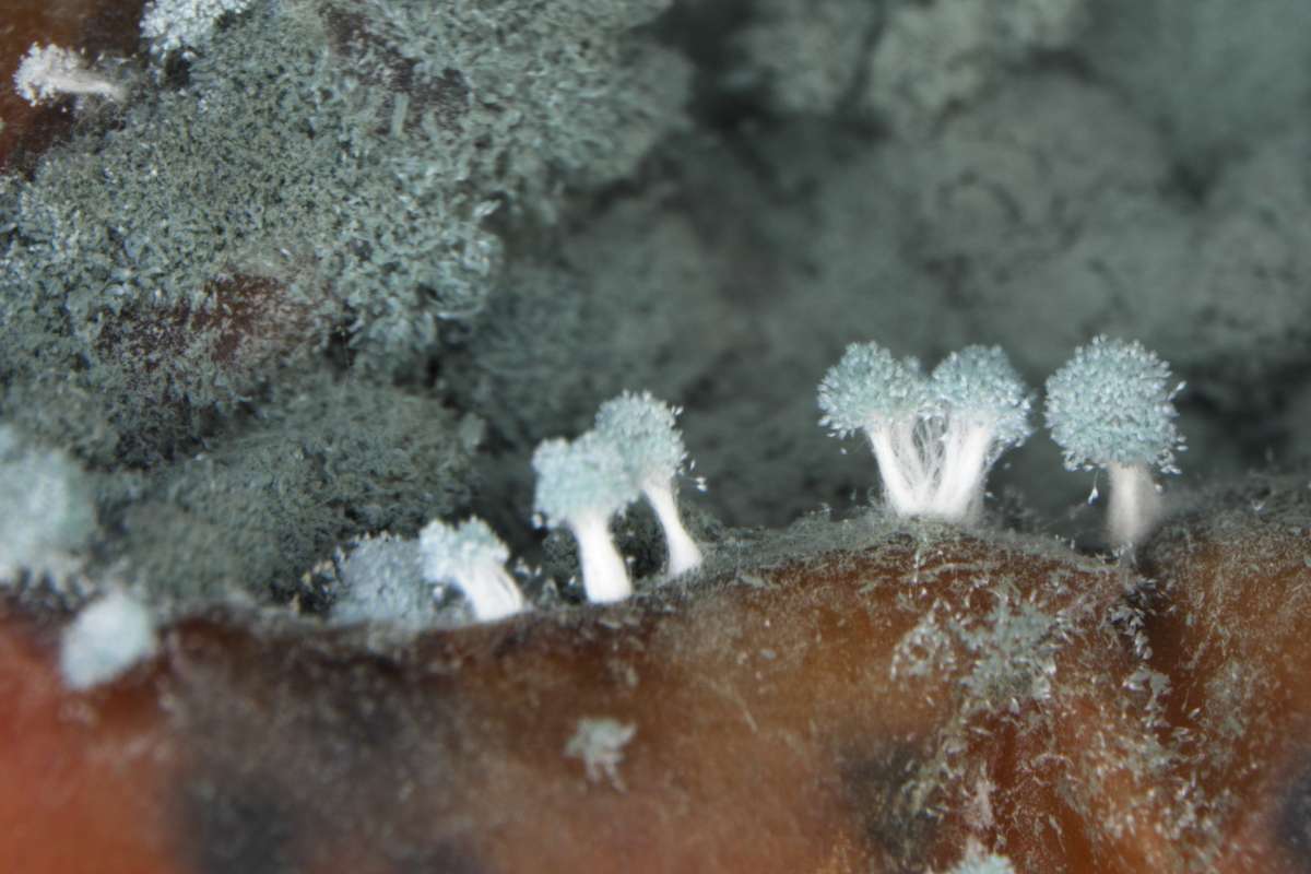 penicilum skog 1